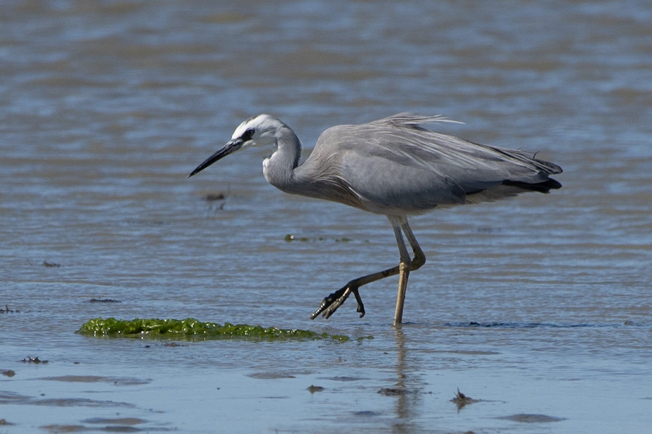 Matuku Moana / White-faced Heron – Jeremy Taylor