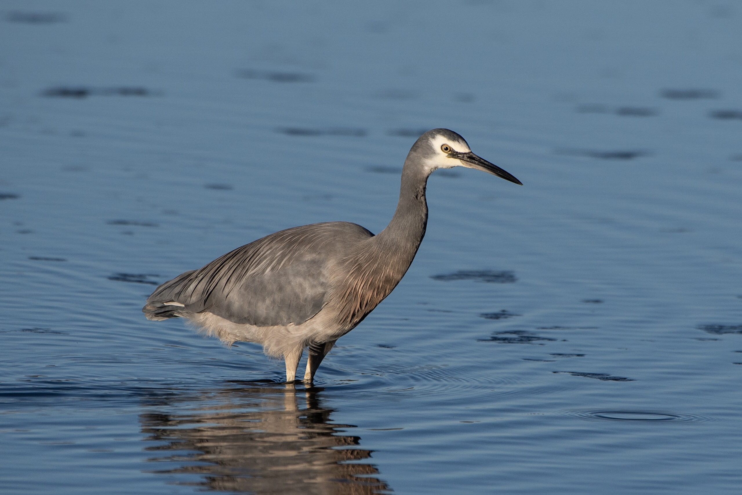 Matuku Moana / White-faced Heron – Jeremy Taylor